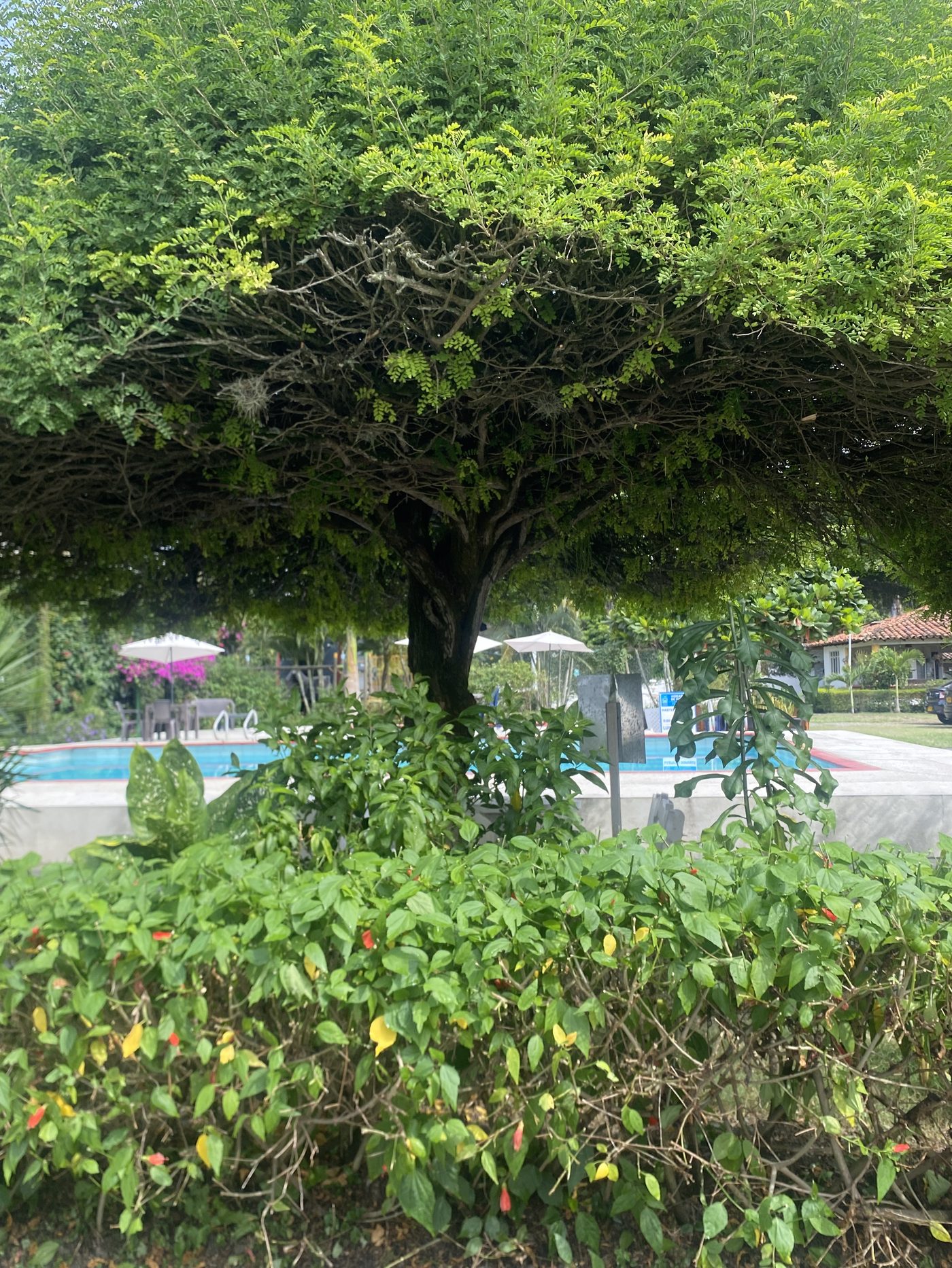 Garden view next to the pool