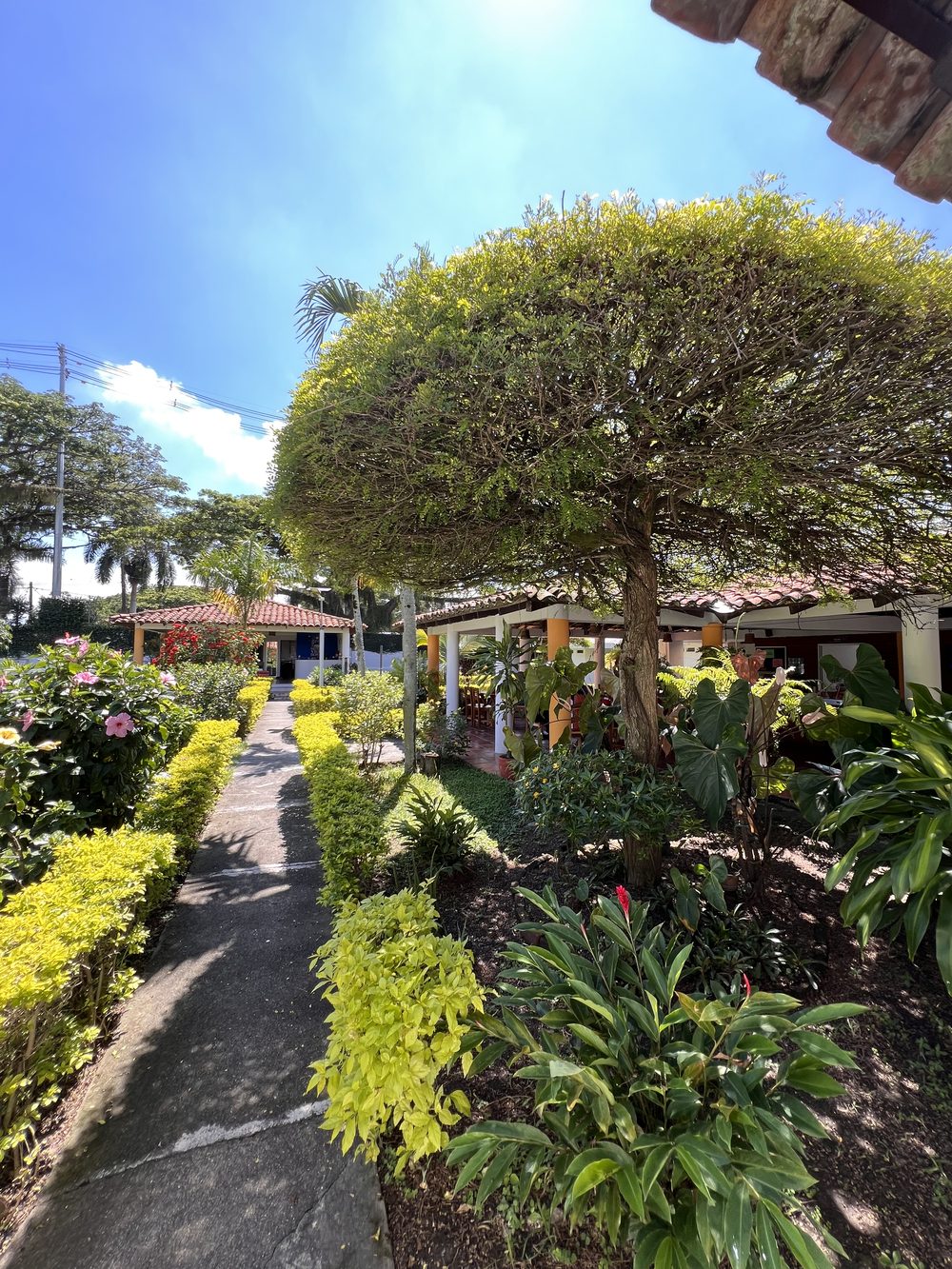Path through the gardens