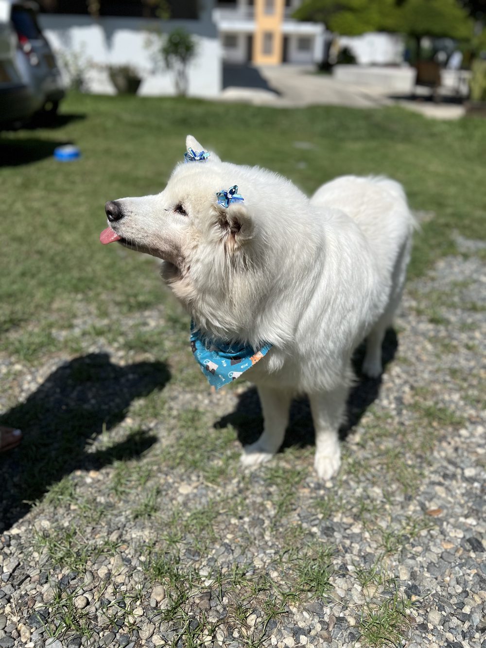 Pet-friendly hotel